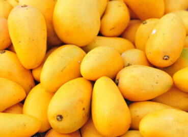 Mango Feast by GiftWifts: Unbox the Golden Taste of Summer